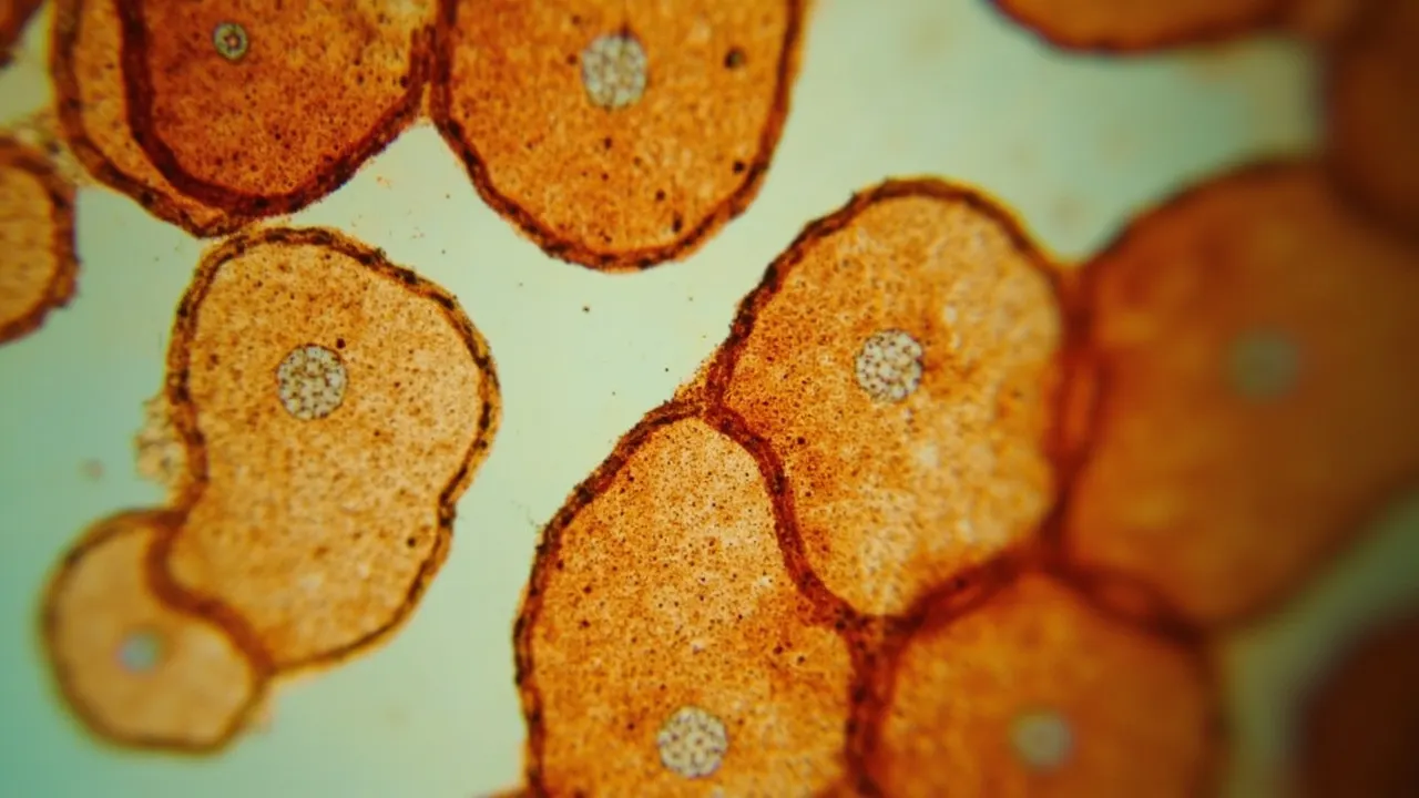 Tejido adiposo pardo humano visto al microscopio, con pequeñas gotas de lípido dentro de las células.