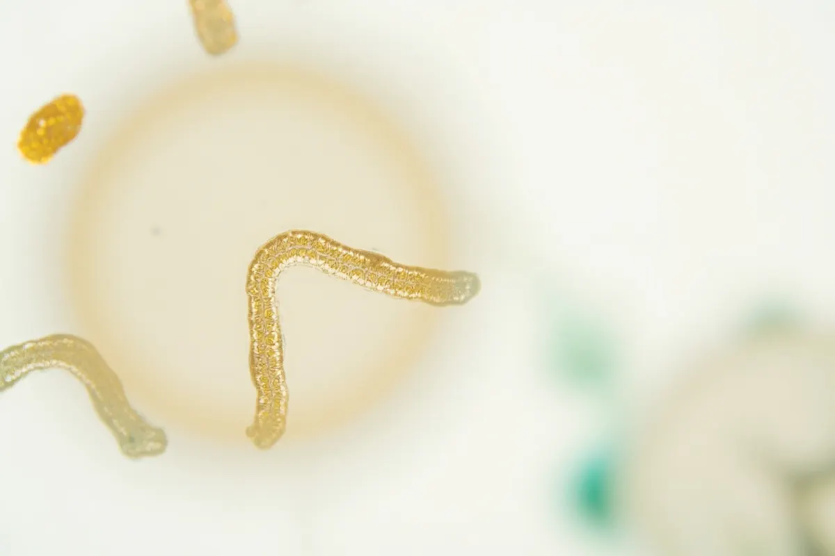 Vista microscópica de colonias de bacterias probióticas vivas, con tres tipos de bacterias en forma de bastón y coco