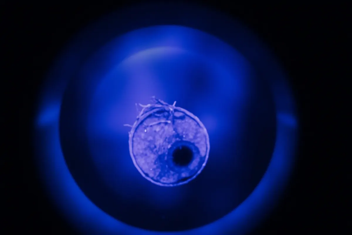 Linfocito T visto al microscopio