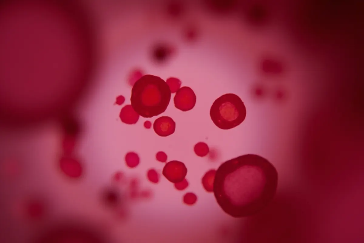 Glóbulos rojos vistos al microscopio