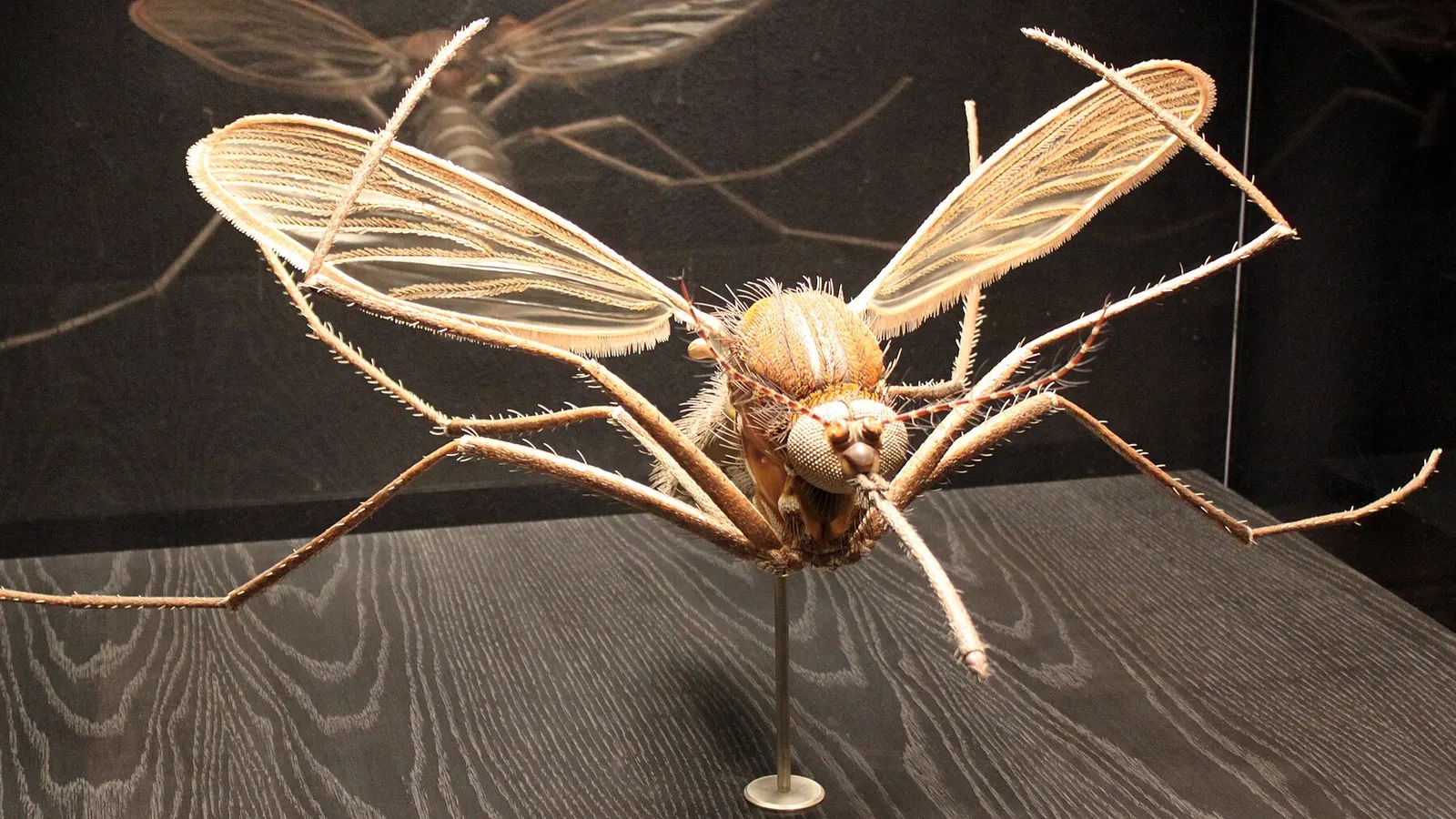 Mosquito Culex, transmisor del virus del Nilo, posado sobre piel humana